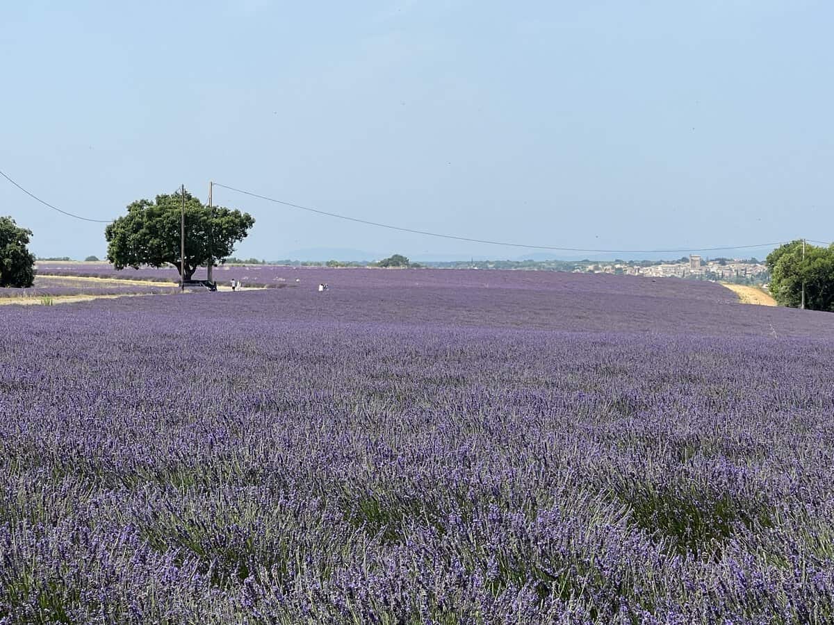 Remi Tree The Ordinary and the Extraordinary – Personal itineraries (Pi)
